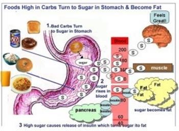 &quot;Maintenance Diet For Hcg Diet